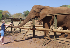 Elephant Sanctuary
