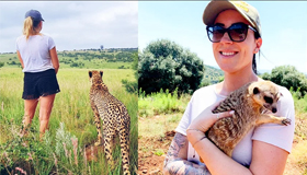 cheetah 